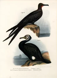 Frégate superbe, 1864
